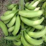 Bunch of plantain